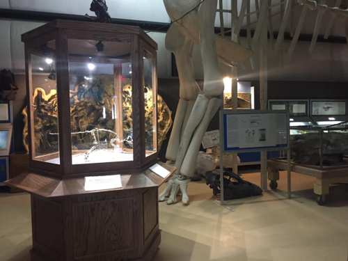 A museum exhibit featuring a large skeleton, display cases, and informational panels in a well-lit room.