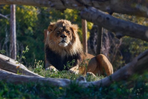 A lion rests on the grass, framed by wooden logs, with a lush green background.