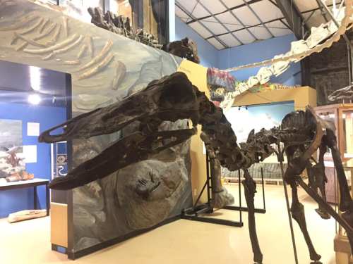 A fossilized dinosaur skeleton displayed in a museum, with a blue wall and other exhibits in the background.