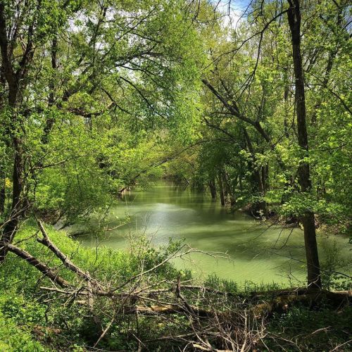 Lush green trees frame a serene river, reflecting the vibrant greenery of the surrounding nature on a sunny day.