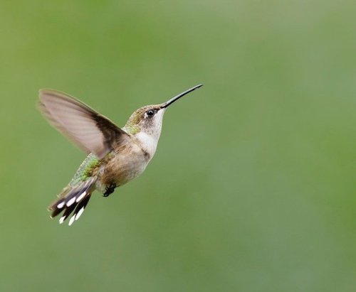 A hummingbird in mid-flight, showcasing its iridescent feathers against a blurred green background.