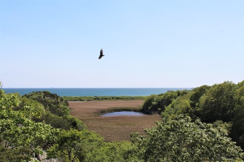 A scenic view of a marshland with a pond, surrounded by greenery and a blue ocean under a clear sky, with a bird flying above.