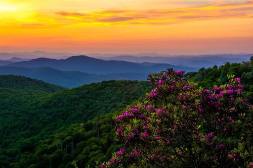 A vibrant sunset over rolling mountains, with lush green hills and blooming pink flowers in the foreground.