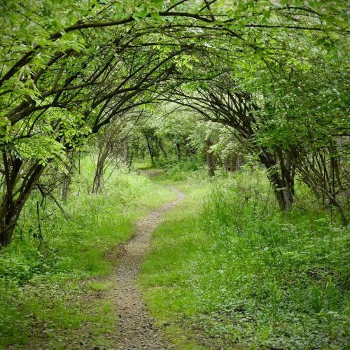 A winding path through a lush green forest, framed by arching branches and vibrant foliage.