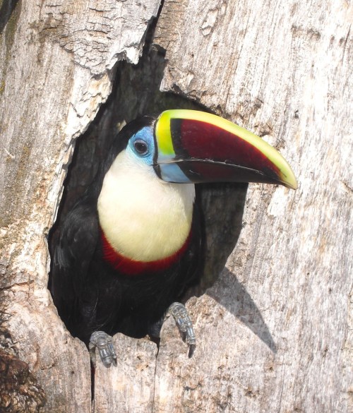 A toucan with a vibrant beak peeks out from a hole in a tree trunk.