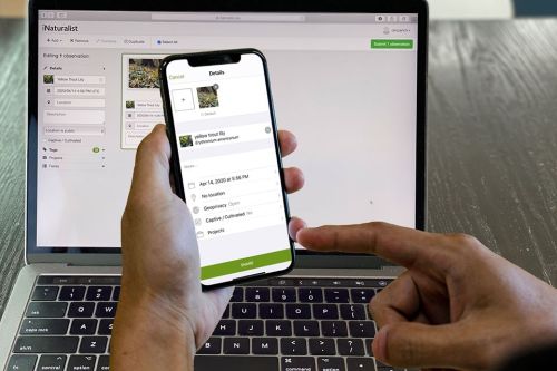 A person holds a smartphone displaying details on a nature app, with a laptop open in the background.