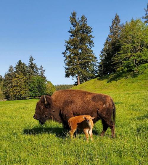 A bison and its calf stand in a lush green field under a clear blue sky, surrounded by trees.