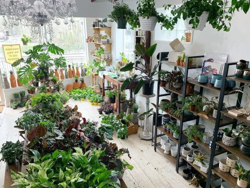 A bright plant shop filled with various potted plants, shelves of ceramics, and a chandelier overhead.