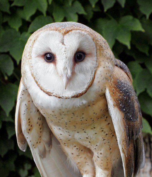 A close-up of a barn owl with a heart-shaped face and mottled feathers, perched against a backdrop of green leaves.