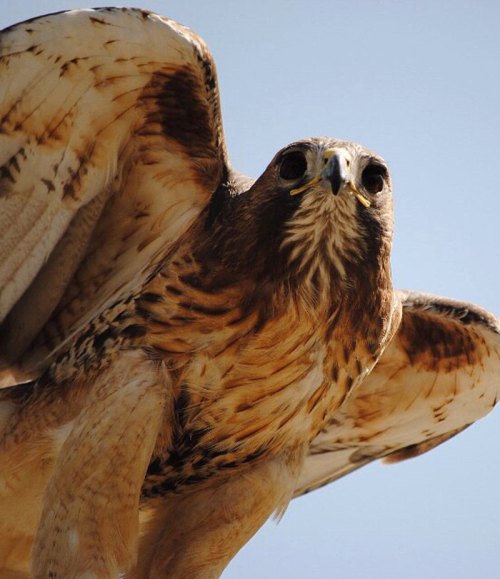 A close-up of a hawk in flight, showcasing its detailed feathers and intense gaze against a clear blue sky.
