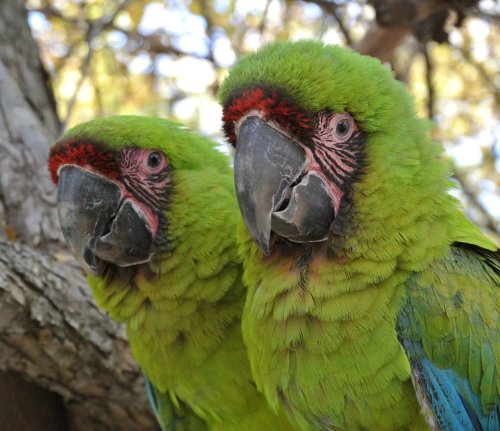 Two vibrant green macaws perched on a branch, showcasing their colorful feathers and striking facial features.
