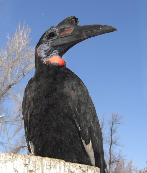 A large black bird with a distinctive long beak and colorful throat, set against a clear blue sky.