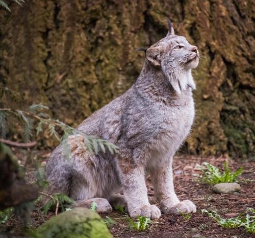 A lynx sits gracefully on the forest floor, gazing upward amidst greenery and tree bark.