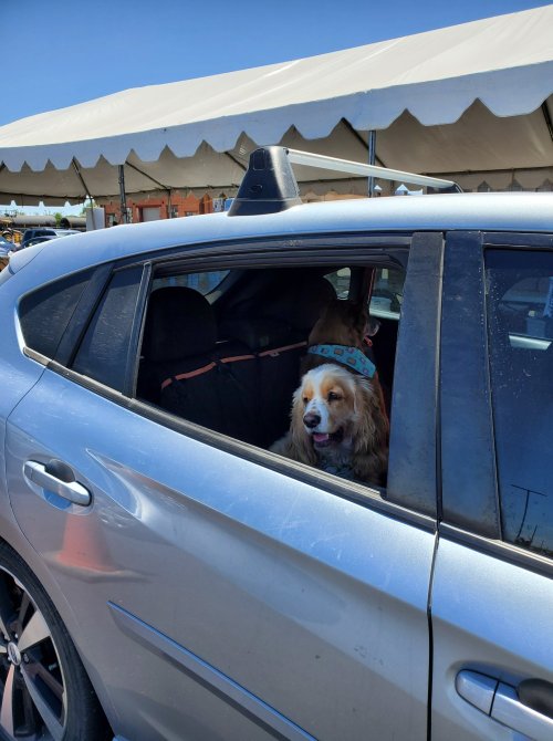 A dog wearing a blue hat sits in the back seat of a silver car, looking out the window.