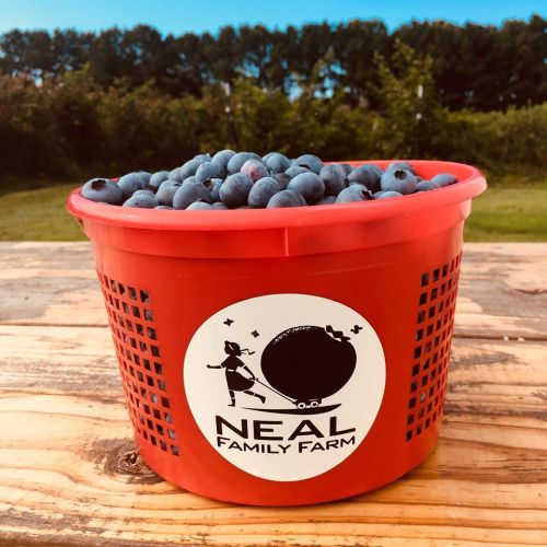 A red basket filled with fresh blueberries, featuring a logo for Neal Family Farm on a wooden table outdoors.