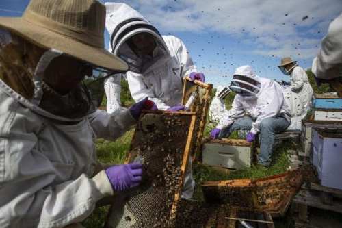 Beekeepers in protective gear inspect hives, handling frames filled with bees and honeycomb under a blue sky.