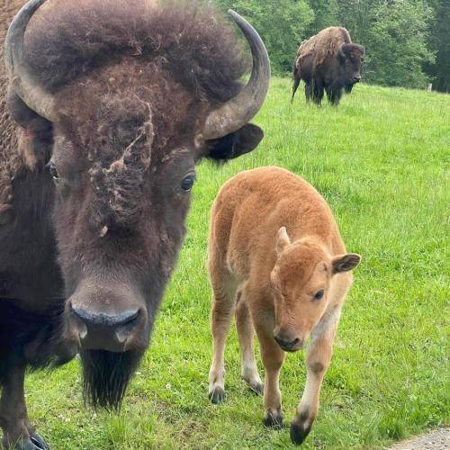 A close-up of a bison and a calf in a grassy field, with another bison in the background.