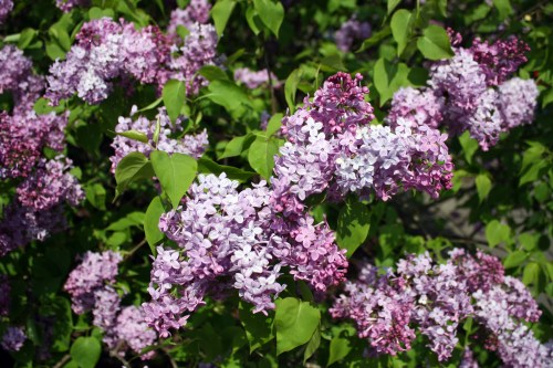 A close-up of blooming lilac flowers in shades of purple and white, surrounded by vibrant green leaves.