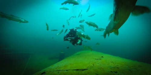 A diver surrounded by fish underwater, exploring a submerged structure in a blue-green aquatic environment.