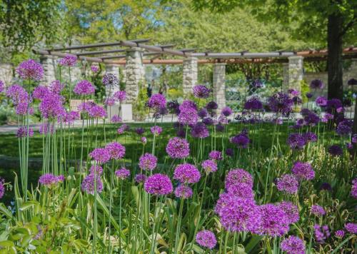 Vibrant purple flowers in a garden with stone structures and greenery in the background.