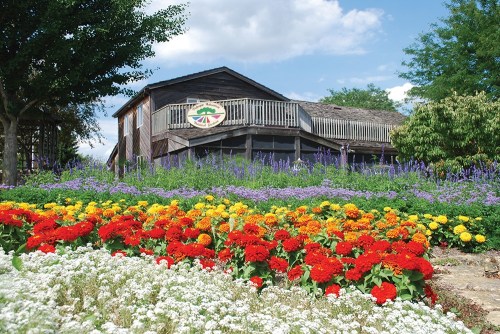 A vibrant garden with red and yellow flowers in front of a wooden building surrounded by greenery and blue skies.