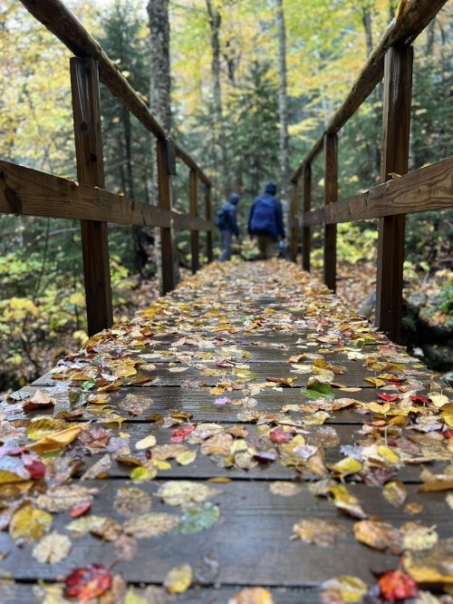 A wooden bridge covered in colorful autumn leaves, leading into a forest with two people in the background.