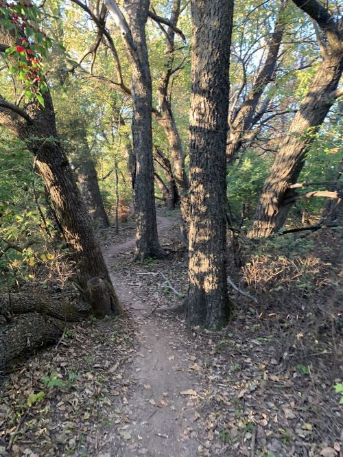 A narrow dirt path winding through a forest with tall trees and dappled sunlight filtering through the leaves.