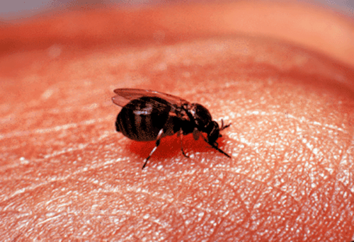 A close-up of a small black insect resting on a person's skin, showcasing fine details of its body and the skin texture.