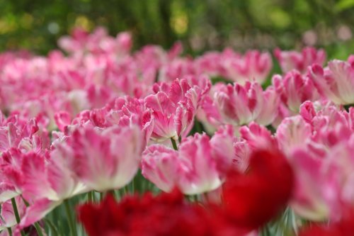 A vibrant field of pink and red tulips in full bloom, surrounded by lush greenery.