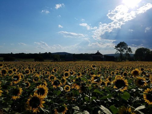 A vibrant field of sunflowers under a blue sky with clouds and sunlight streaming down, with a distant farmhouse.