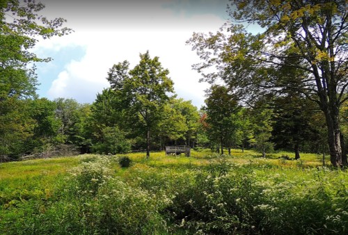 A lush green landscape with trees and wildflowers, featuring a small gazebo in the distance under a partly cloudy sky.