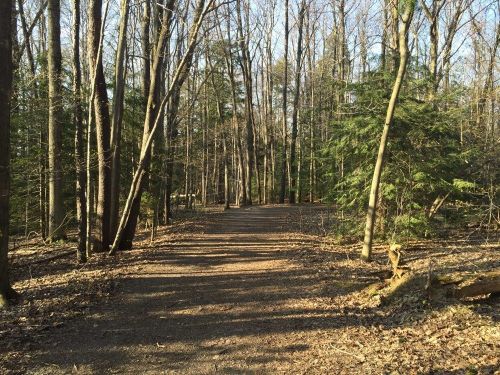 A serene forest path lined with trees, sunlight filtering through branches, and fallen leaves on the ground.