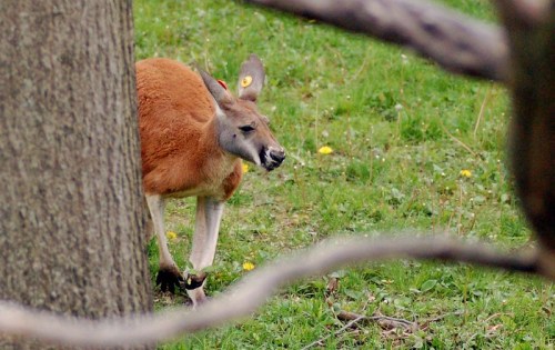A kangaroo stands near a tree, partially hidden, in a grassy area with dandelions.