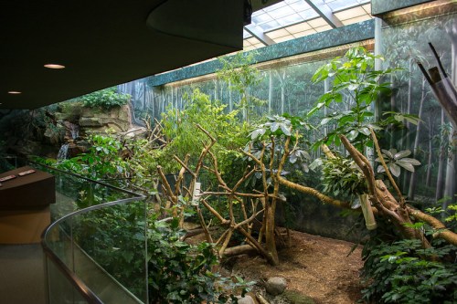 Lush indoor jungle habitat with greenery, trees, and rocks, featuring a curved walkway in the foreground.