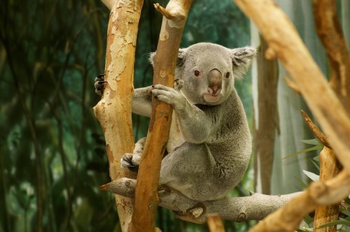 A koala clings to a tree branch, surrounded by a blurred green background.