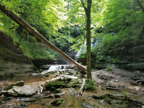 A serene forest scene featuring a waterfall, lush greenery, and a fallen tree over a rocky stream.