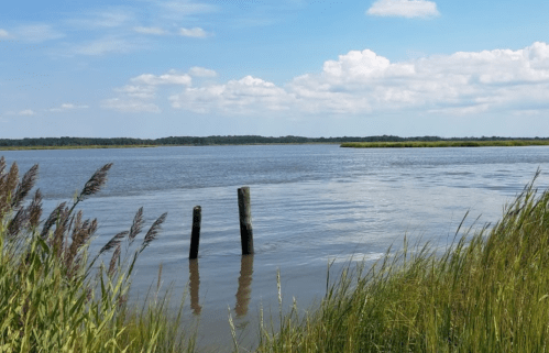 A calm river scene with two wooden posts, tall grass, and a blue sky with fluffy clouds in the background.