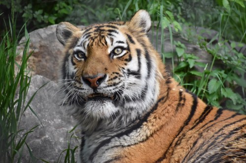 A close-up of a tiger resting among green foliage and rocks, showcasing its striking orange and black stripes.
