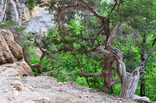 A rugged landscape featuring twisted trees and lush green foliage against a rocky backdrop.