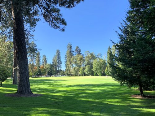 A sunny park scene with lush green grass, tall trees, and a clear blue sky.