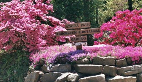 A wooden signpost surrounded by vibrant pink flowers, indicating paths to the Azalea Path and Botanical Gardens.