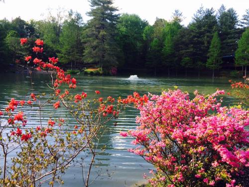 A serene lake surrounded by vibrant pink and red flowers, with trees and a fountain in the background.