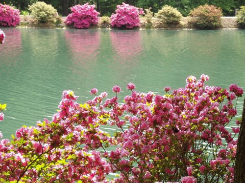 A serene lake surrounded by vibrant pink flowers and lush greenery, reflecting the colorful blooms on the water's surface.