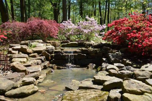 A serene garden scene featuring a small stone pond surrounded by colorful flowering shrubs and trees.