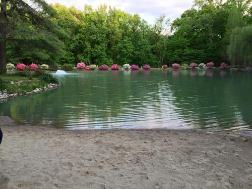 A serene pond surrounded by lush greenery and blooming pink azaleas, with a sandy shore in the foreground.
