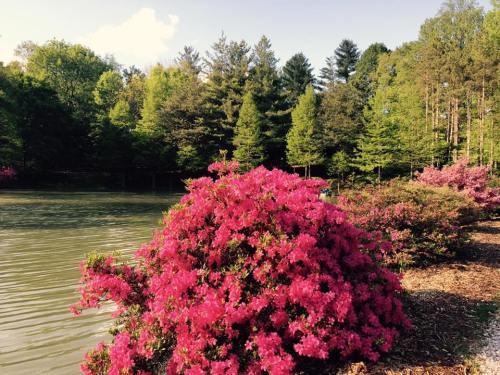 Vibrant pink flowers bloom near a serene lake, surrounded by lush green trees and a clear blue sky.