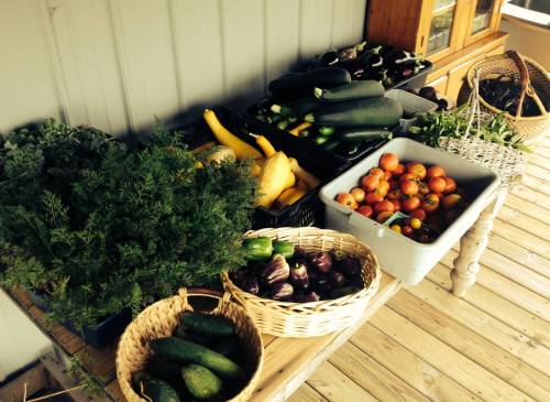 A variety of fresh vegetables, including squash, zucchini, tomatoes, and herbs, displayed on a wooden table.