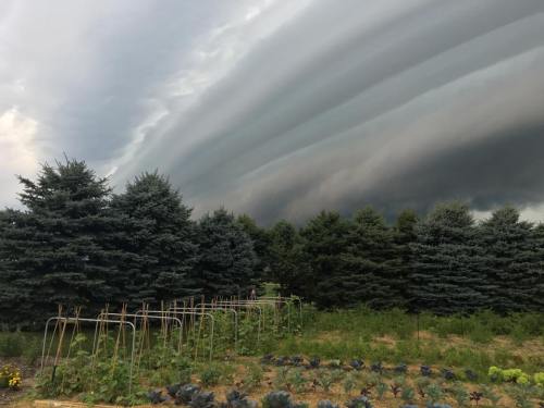 Dramatic storm clouds loom over a garden with rows of plants and trees in the background.