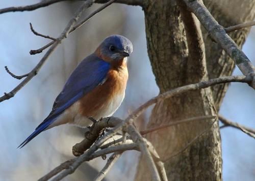 A bluebird perched on a branch, showcasing its vibrant blue and orange plumage against a blurred background.