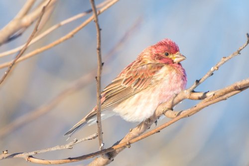 A colorful bird with a pinkish-red head and chest perched on a bare branch against a soft, blurred background.